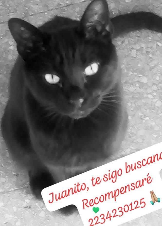 URGENTE Mar del Plata , SE PERDIÓ ❤️❤️❤️AYUDEMOS