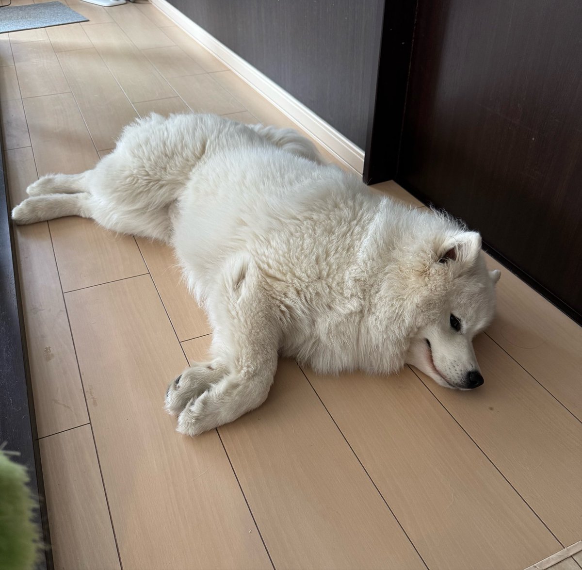 snowski1008's tweet photo. 朝8時頃から友ワンを預かり
静かになるまで３時間40分かかりました..
恐るべしパピー🐻‍❄️🐰 https://t.co/dzrBdANZJh