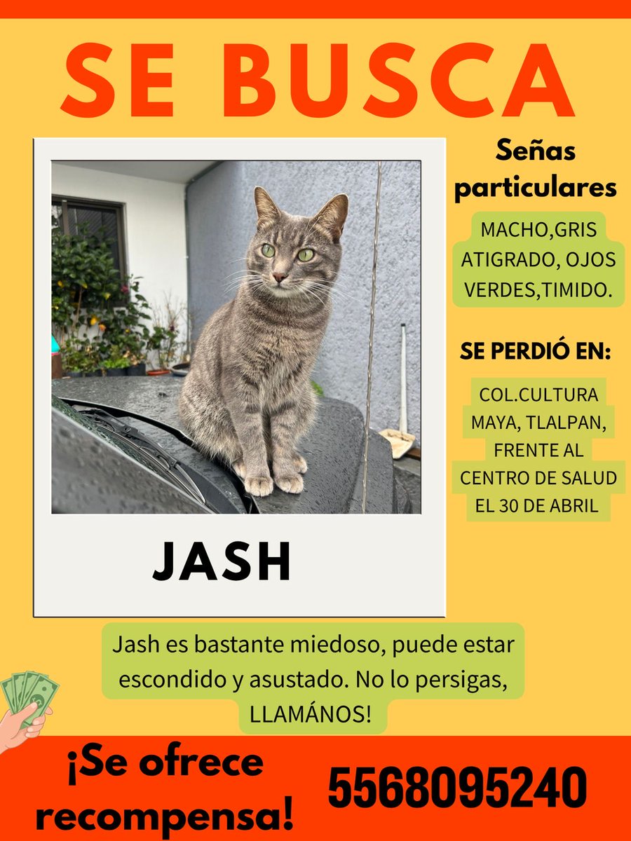 Entrepyg's tweet photo. Por favor ¿nos ayudan difundiendo? Sigue sin aparecer #GatoExtraviado #Tlalpan #CdMx 🇲🇽🐱 https://t.co/al4n55zFoC