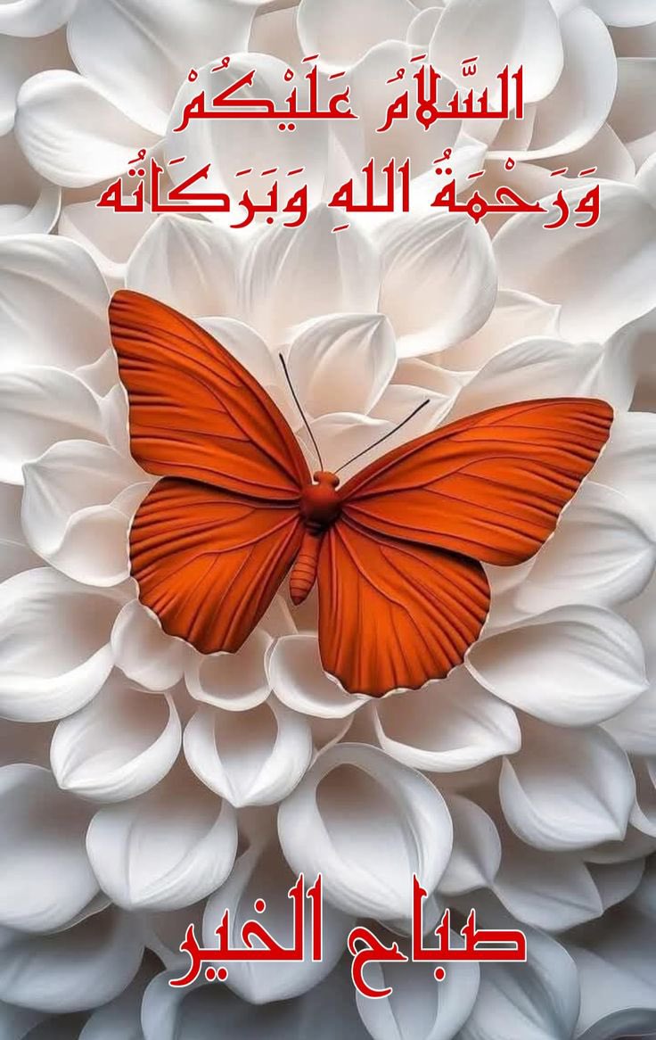 فائزہ لودھی tweet media