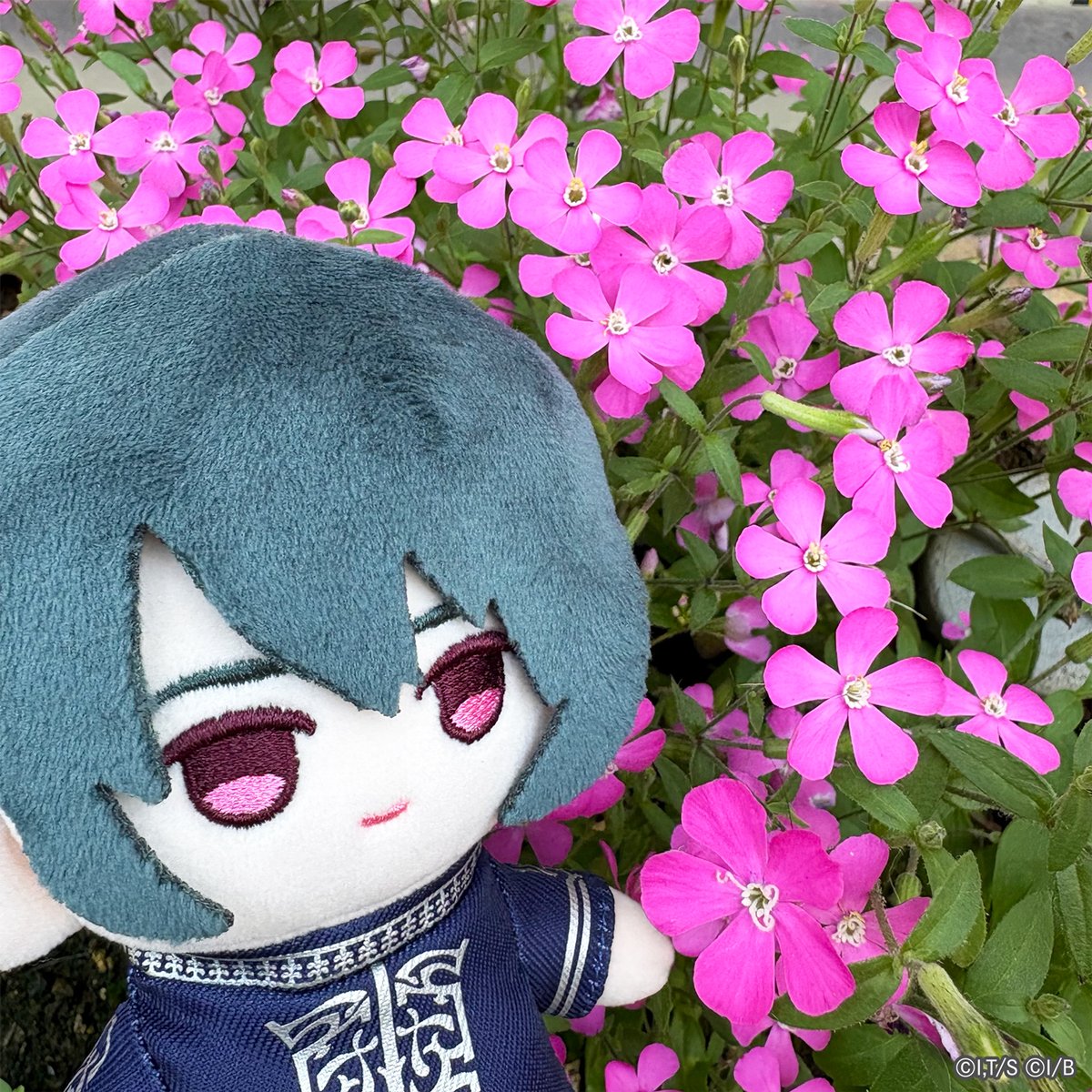 ✨ #JJのGWは金色のきらめき ✨ ほのかに甘いシレネと一緒に。 #ユニ