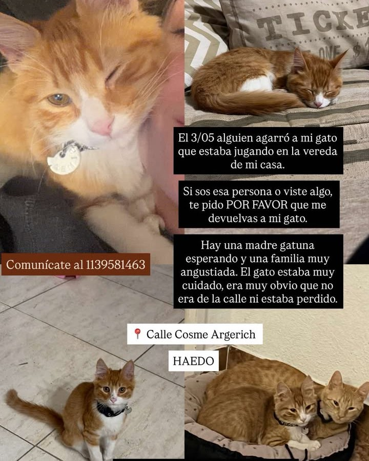 #Perdiamigato 📢📢📢
RT RT RT

GATITO PERDIDO EN HAEDO!
Estaba sin el collar.  Se llama Simba y tiene 4 meses.

CONTACTO EN LA FOTO
#gatitosperdidos