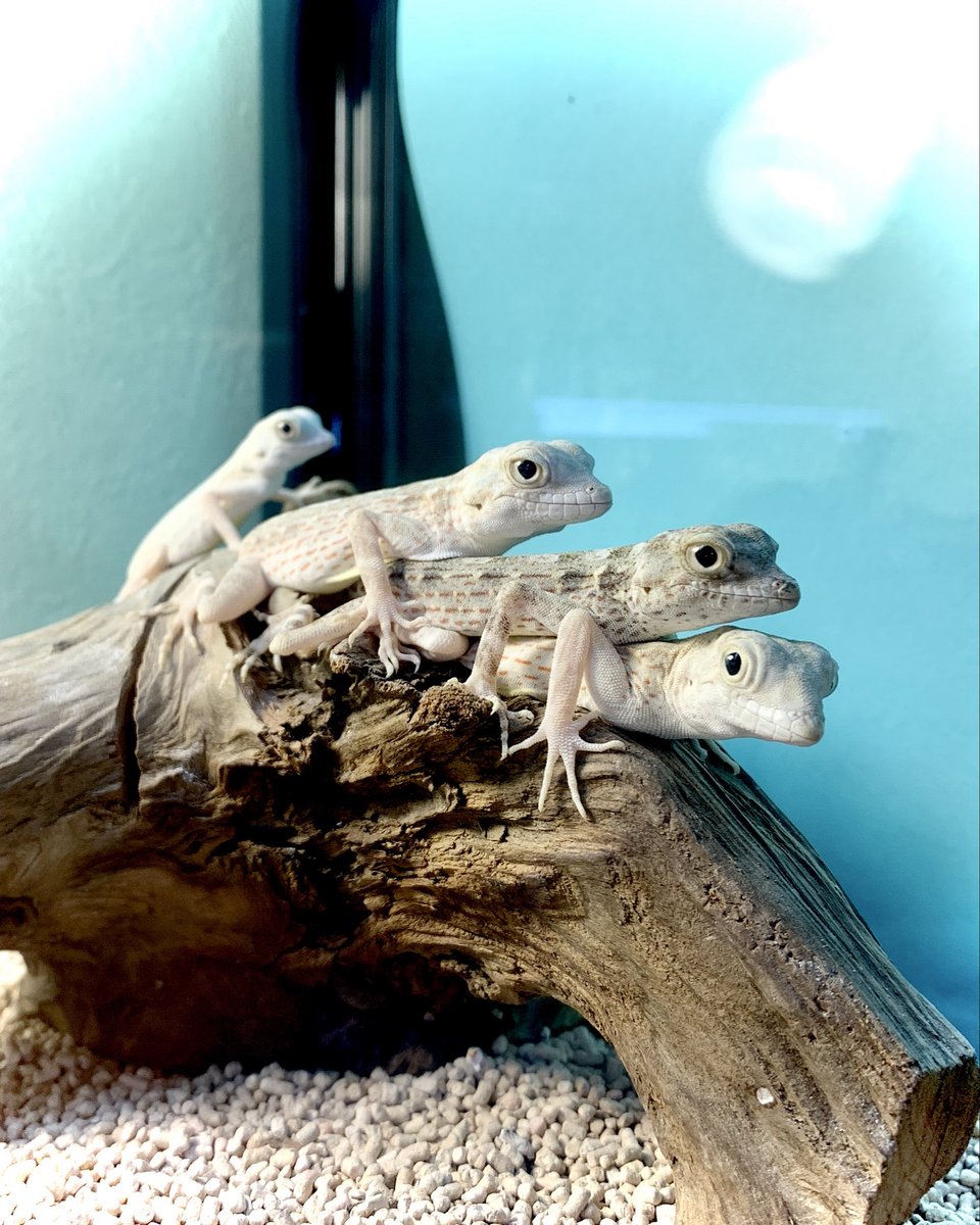 ハープタイル レプリカシリーズ ガラパゴスウミイグワナ Herptile Lovers(ハープタイルラバーズ) (@herptilelovers) / Posts / X