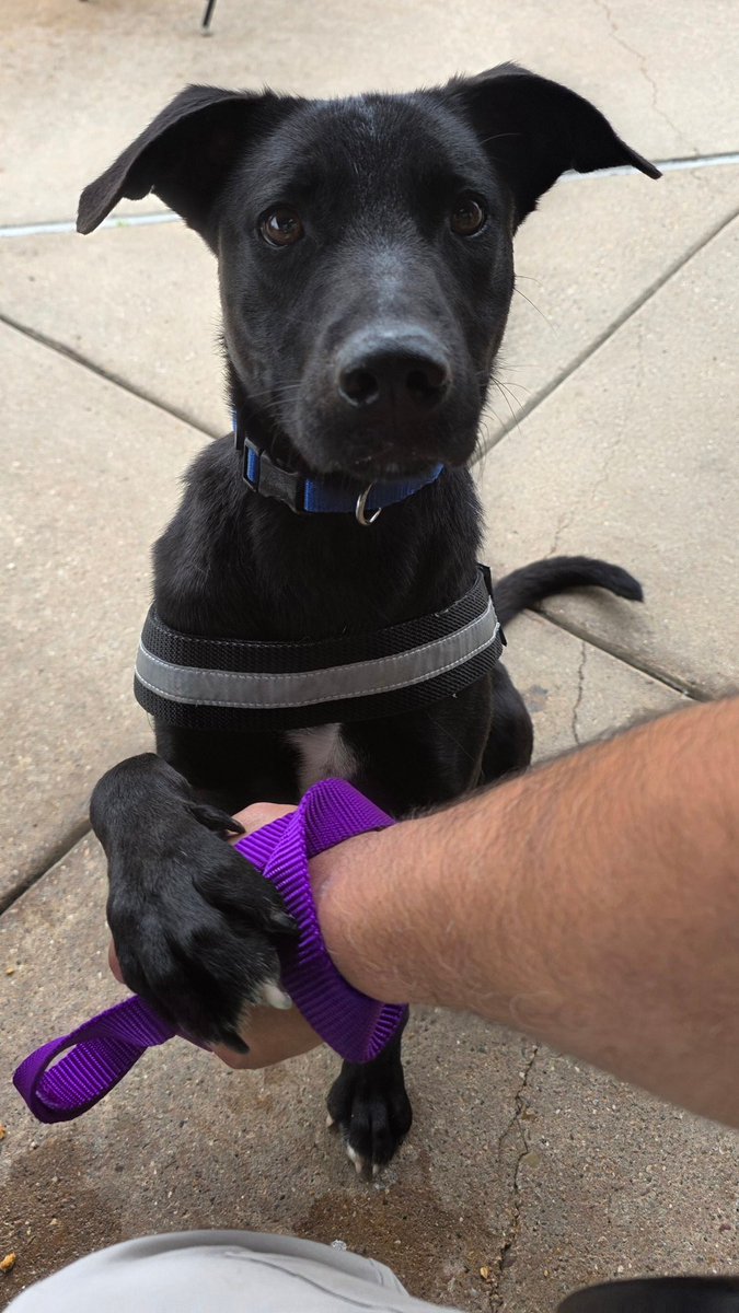 LAZARUS #A379243 2yo perfect age to  become a wonderful companion,he can go everywhere with u!
So adorable,precious personality,eager to plz!
He will brighten your days &amp; steal your ❤️ if u save his wee life
Plz #Adopt #Foster or #Pledge4Rescue 
He is at #CorpusChristiACS #Texas