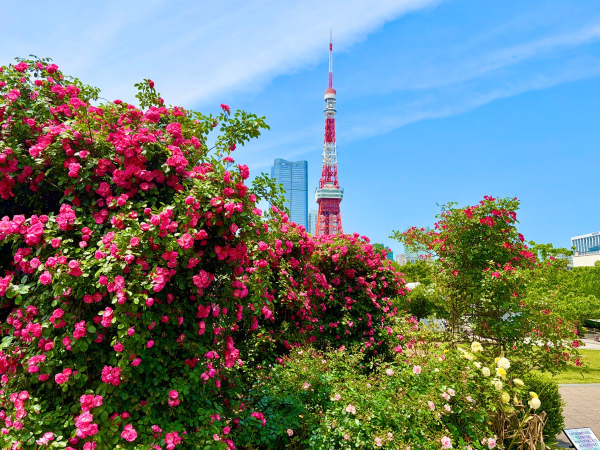 東京都港区【公式】 tweet media