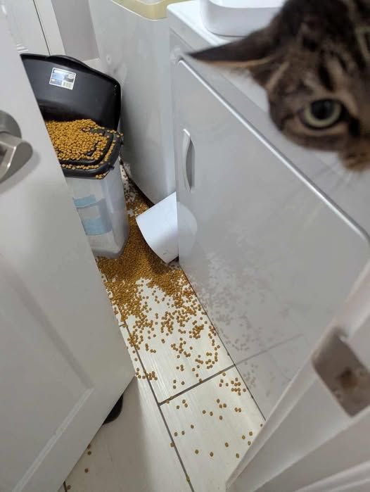 No Cats No Life tweet media