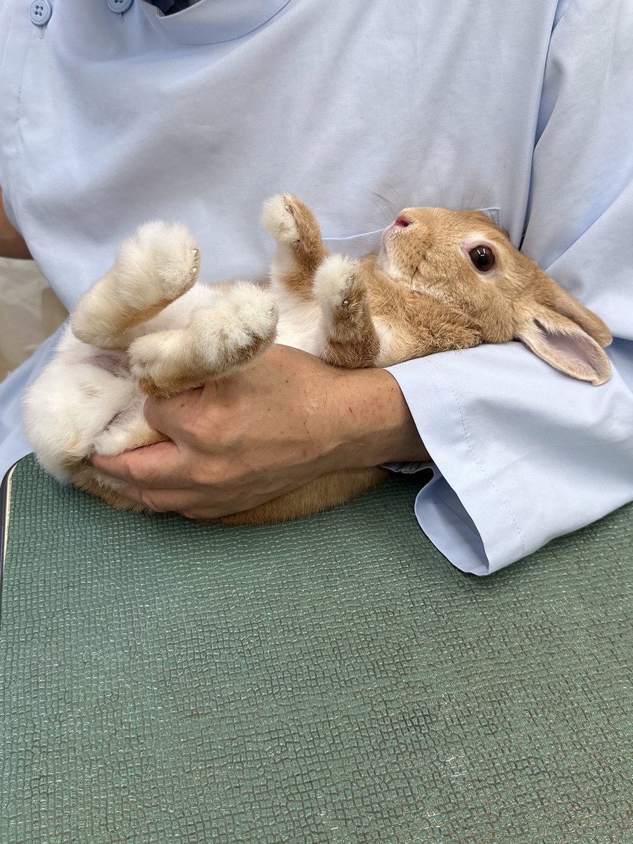 あいちゃん❀きなこ🐰 tweet media