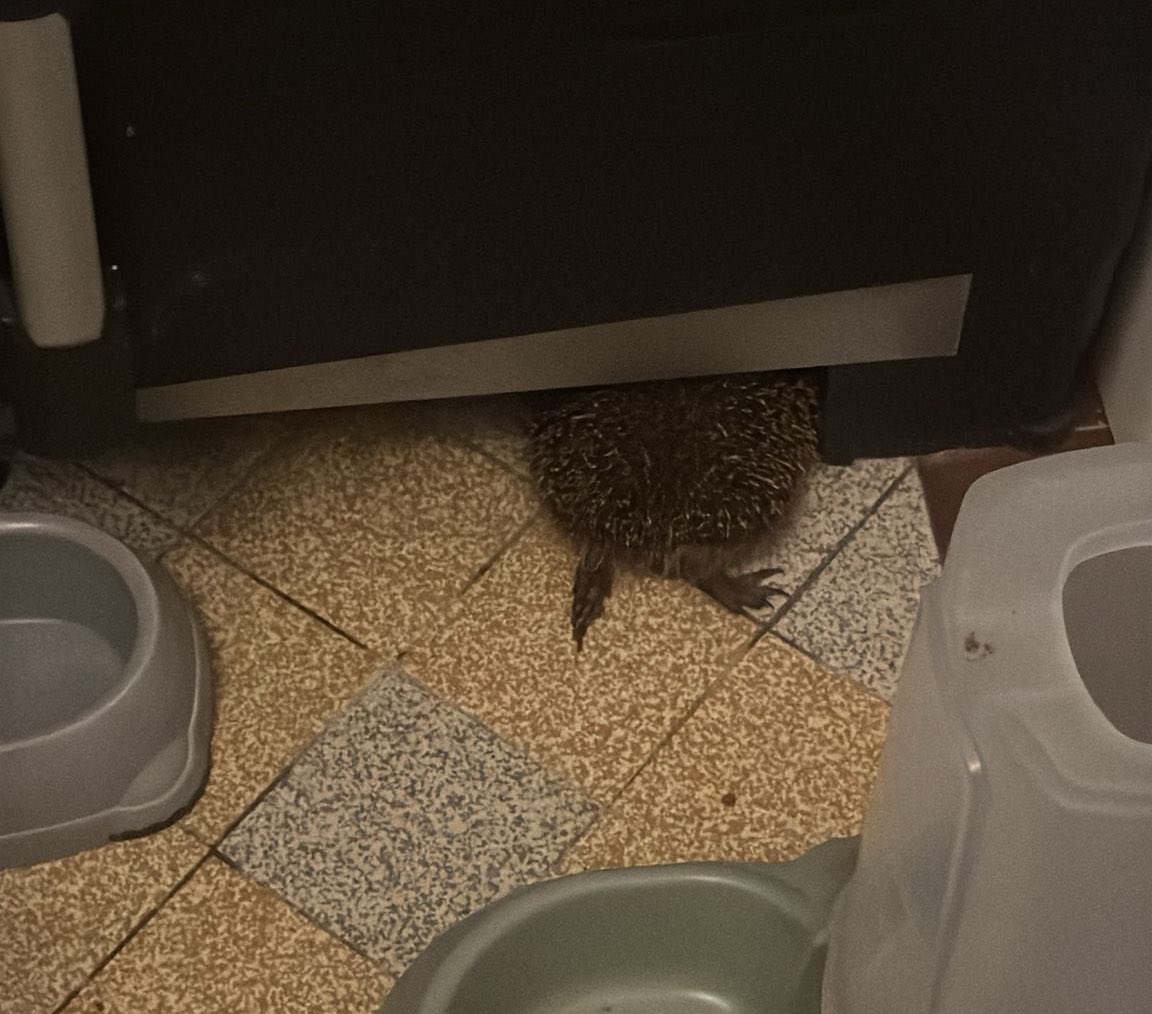 Ma sœur elle a un hérisson chez elle le p’tit père il s’est caché en mode personne peut me voir 😭😭