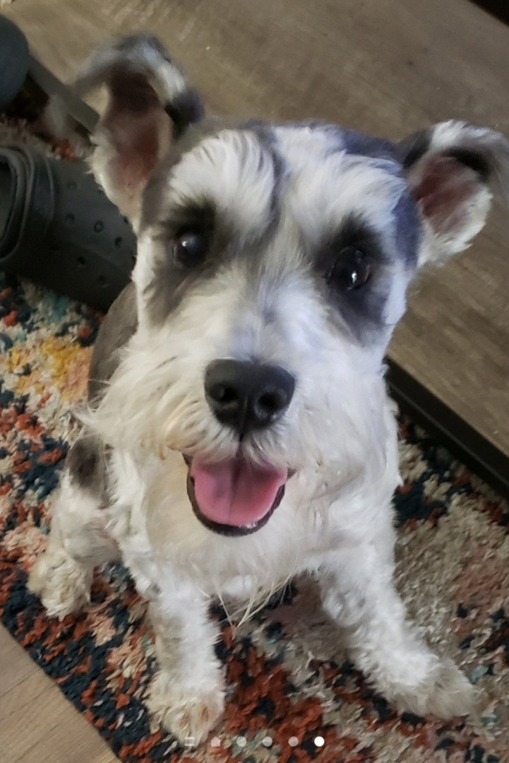 DickSmegma1471's tweet photo. @PhilSledge My little Gussy Boy. 😊 https://t.co/ihhoR8EY82