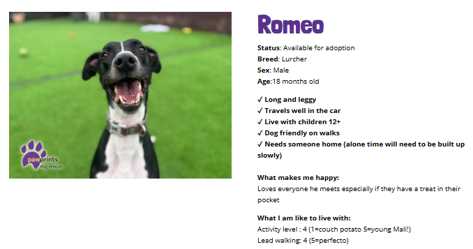 pawprintsdogrescue.org/dog/romeo/