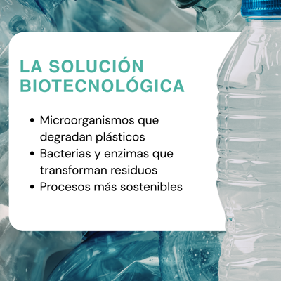 mitlab_sl's tweet photo. ¿Puede la biotecnología ayudar a resolver el problema del plástico? 🌍🔬

Un proyecto financiado por la UE demuestra que bacterias y hongos pueden descomponer residuos plásticos y convertirlos en nuevos recursos dentro de una economía circular ♻️

🔗 https://t.co/Eitg8V2Xdv https://t.co/hJuL2UtzlJ