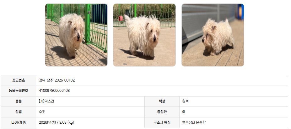 오늘의 강아지 추천 tweet media