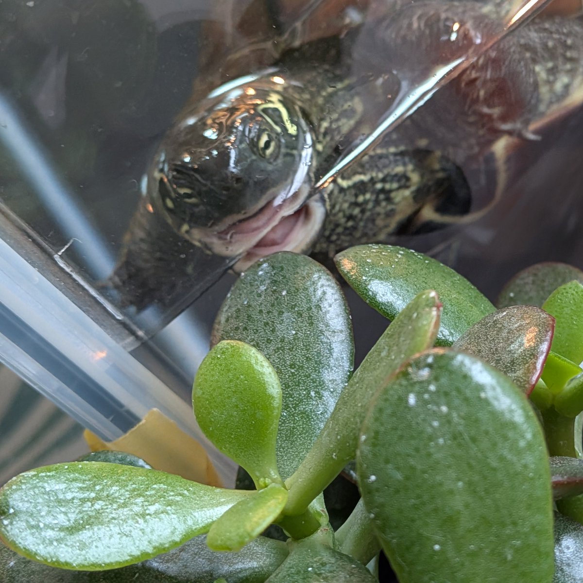 ヒペリカムの種発芽チャレンジは失敗…😢 2年前の種は難しかったです