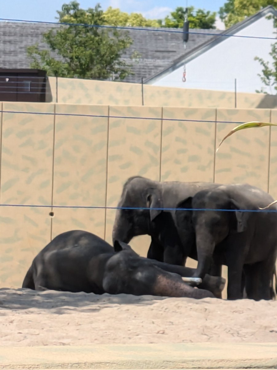 象 #アジアゾウ #天王寺動物園 #マレー象