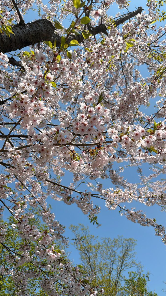 「ということで朝は桜を見に行きましたよ」|山田桜🍣🦀個人依頼知り合いのみ受付のイラスト