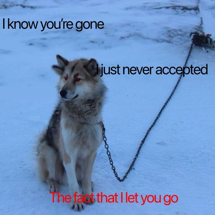 DoggyPosting's tweet photo. https://t.co/xJwpEQDZPd