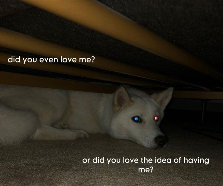 Dog tweet media