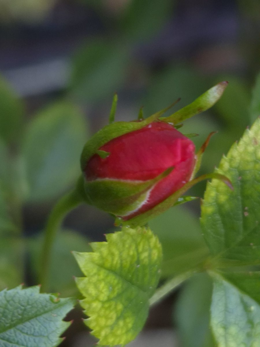 Red Rose