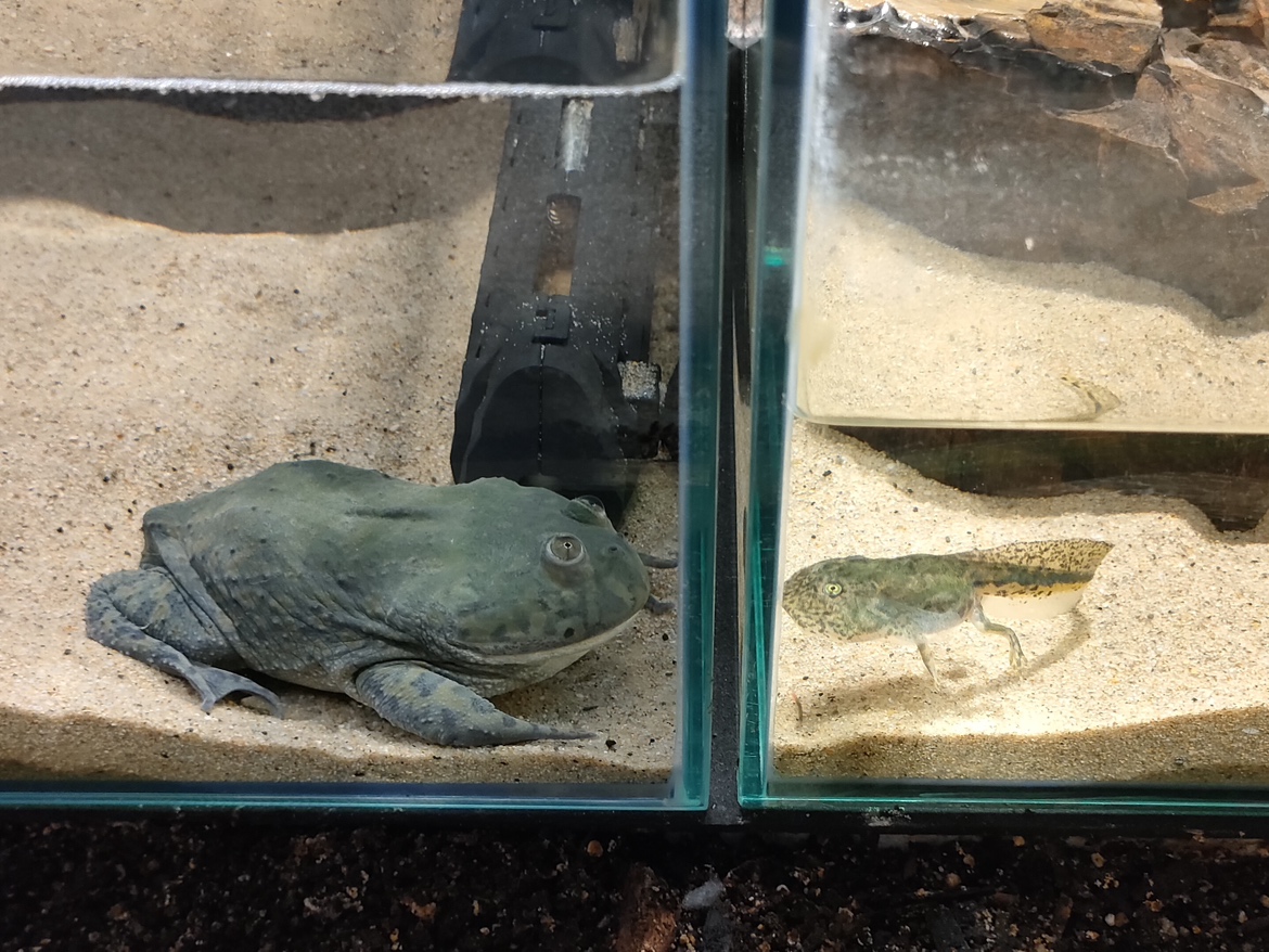 カワスイ 川崎水族館 tweet media