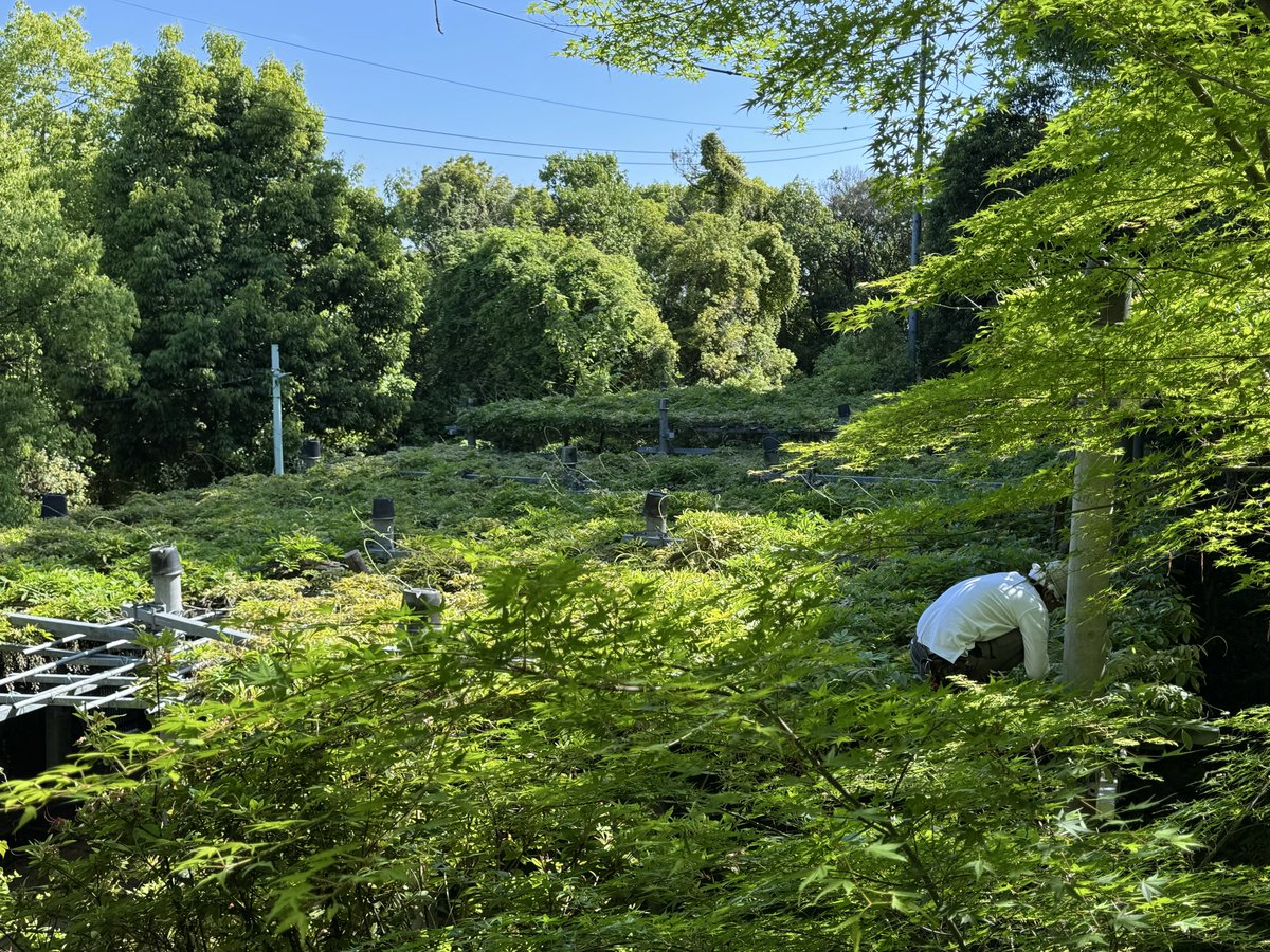 花の終わった阿知の藤、今日より花がら摘みを行なってます。
花後すぐに房の根元を切り取ることで、来年の花付きをよくする作業ですが、藤棚一面の花房をひとつひとつ摘んでいくのは大変な労力です…