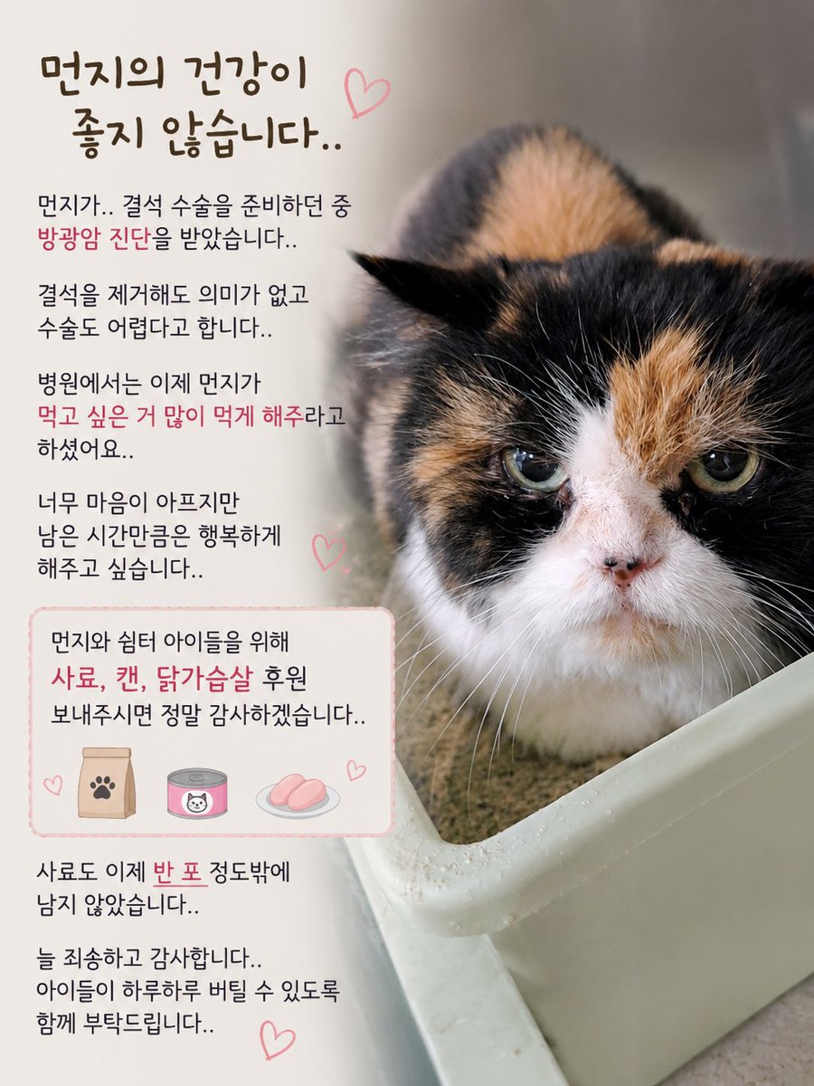 묘멘트쉼터(유기묘 아이들) tweet media