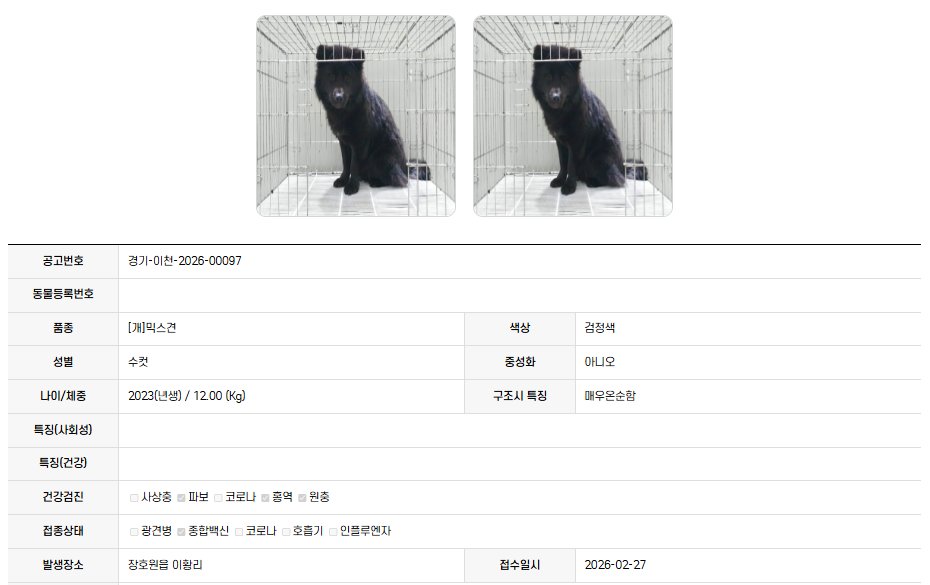 오늘의 강아지 추천 tweet media