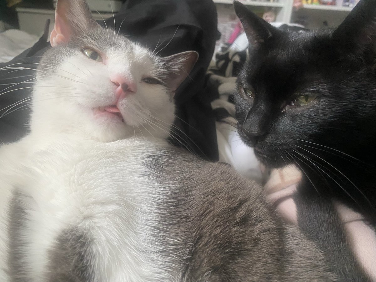 is_carousel's tweet photo. @CuteCatsMagic My black cat with his brother hehe https://t.co/5jA45fODao