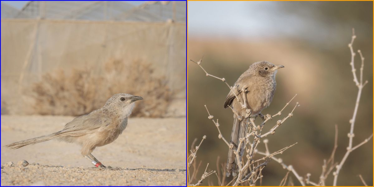 Functional Ecology tweet media