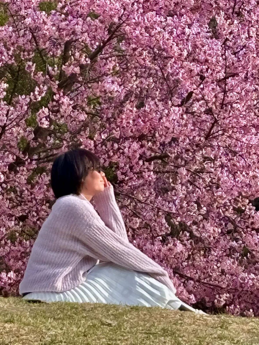 🌸フィンランドの桜が見頃です。写真はヘルシンキの様子