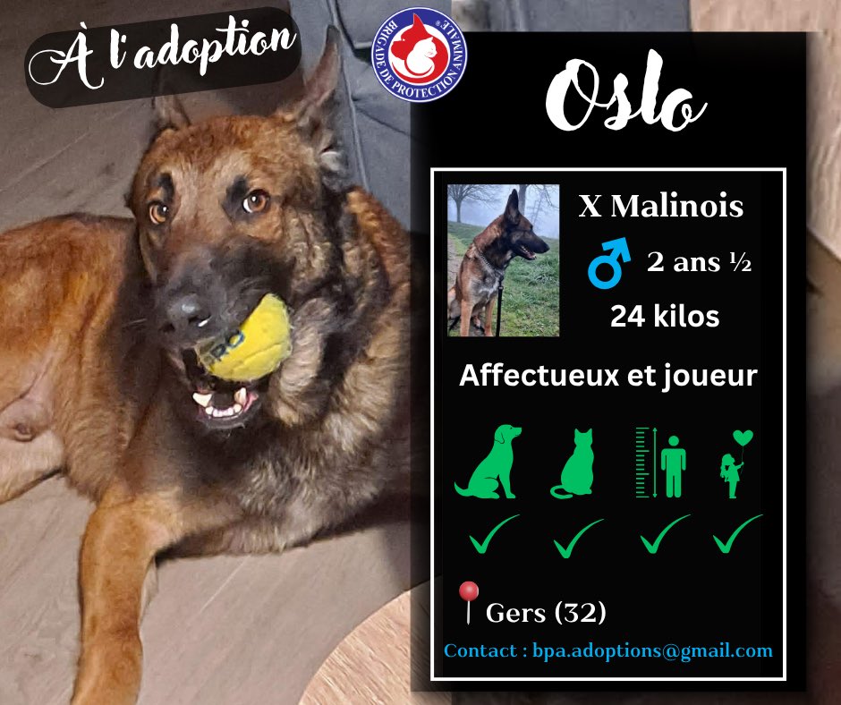 Brigade de Protection Animale – BPA tweet media