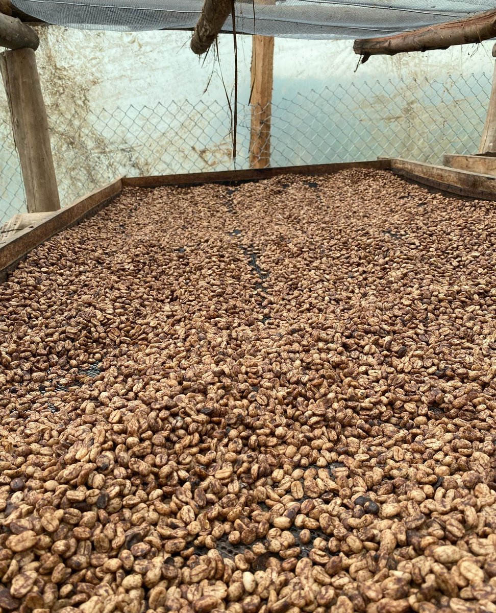 Muganzisecure's tweet photo. Our very own and my mentor @KBarigye of @mtnharvestug is in Bangkok Thailand for a coffee auction. Let’s show support to him as Uganda for his win is an Ugandan win. 
Keneth for the last 5 years has been one of the most important players in the coffee industry of Uganda . He is known for promoting Ugandan coffee and also his coffee ranked the best in Uganda after winning most of the coffee quality awards here in Uganda and across africa 
Good luck lad bring this home. I know our coffee will take the highest bid this week .

Me , @JackieAkampwera , @RubangaCoffee , @GKatabazi @FrankTumwebazek ,@rkabushenga and other people in the industry are counting on you sir