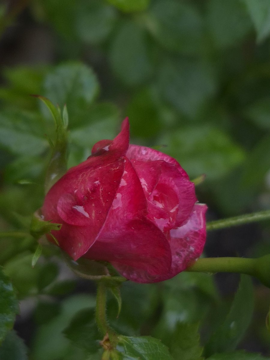 Red Rose