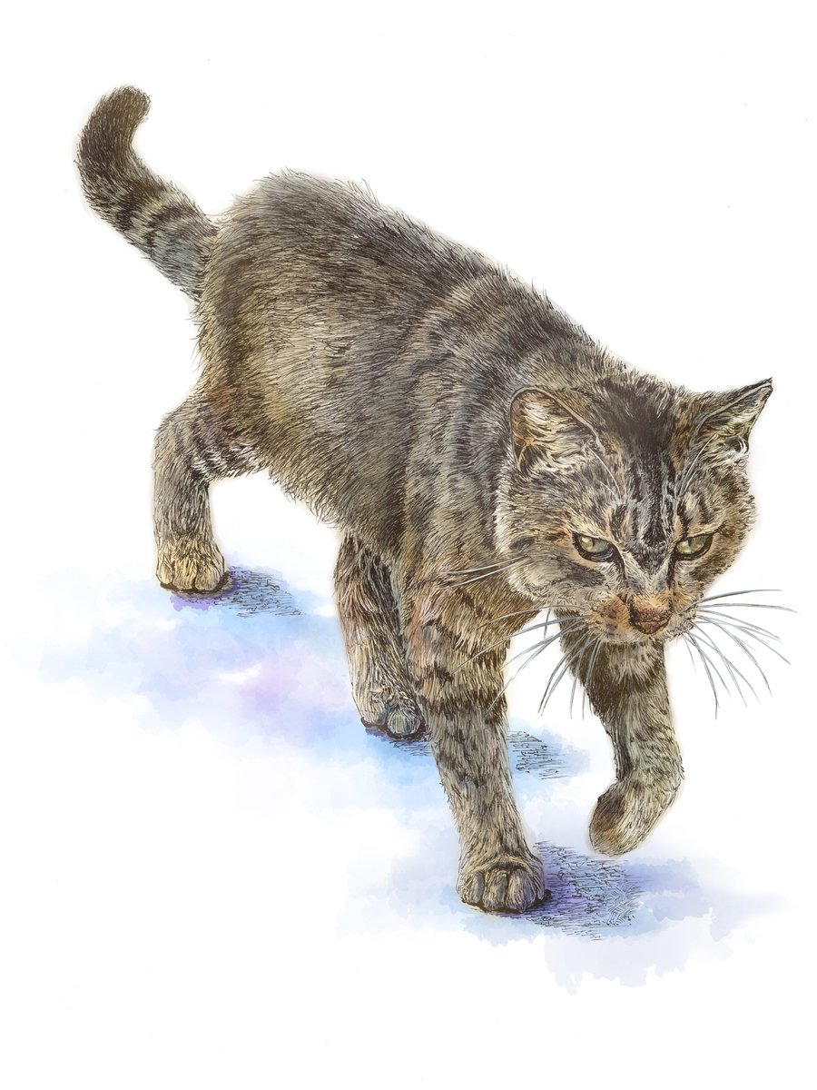 k_amata_no_'s tweet photo. 今回は前回に引き続き
虎のようなキジトラ猫です🐱🐯
#猫　#キジトラ猫 https://t.co/0UB2qK31ic