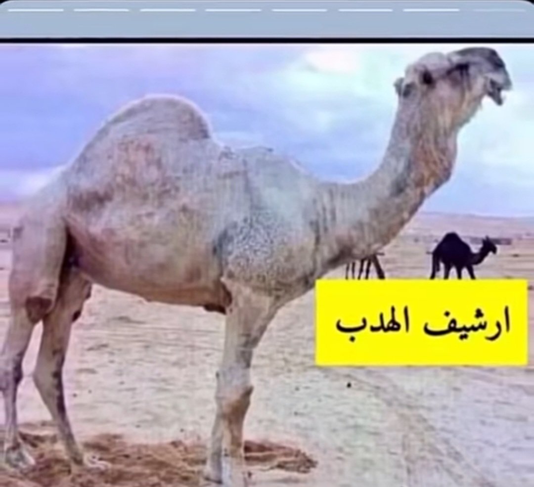 shwrdy_1's tweet photo. #ردوالعلم_عني
ارشيف الهدب وابوه حديجان ابن جزاء 2 https://t.co/iPgHiEBH39