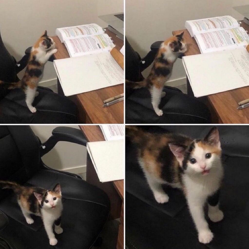 gatos fazendo gatices tweet media
