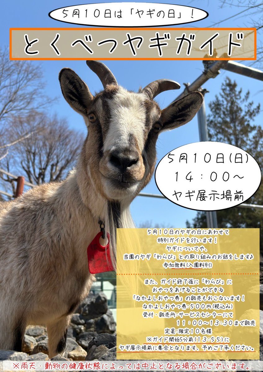 hamurazoo_'s tweet photo. ５月１０日は「#ヤギの日」ということで
特別イベントを行います🐐
詳��は画像1枚目をごらんください✨
また、同日にサービスセンターにて
香箱座りのわらびステッカー(画像2枚目)も販売いたします！
みなさまのご参加お待ちしております😊
#羽村市動物公園 #ヒノトントンZOO #ヤギ #わらび https://t.co/X7amXYcoeF