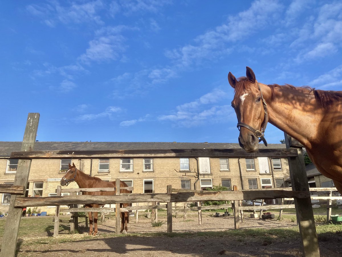 JohnWathenBerry's tweet photo. A much nicer day than yesterday in Newmarket. 6 degrees at daybreak but felt much less cold than yesterday as we’ve lost the north wind & gained some sunshine. Forecast high 14 #SanoCity #DoubleMeaning #CloudyRose #Clasina #FlyingStar https://t.co/CbW5MB7W8c