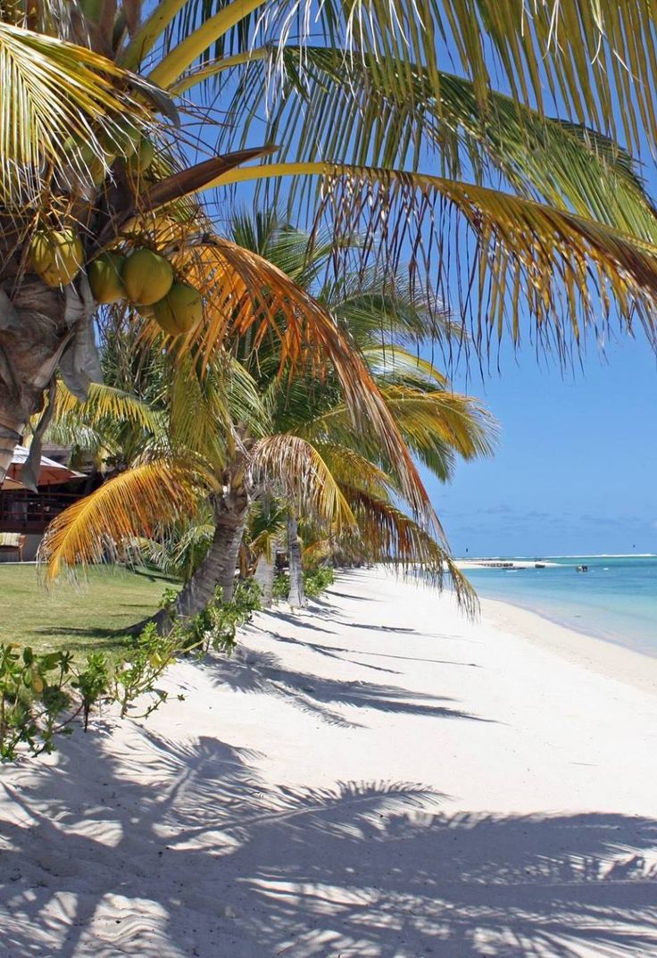 Mauritius Island tweet media