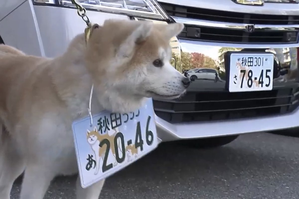 ご当地ナンバー史上、一番かわいい🥰
秋田犬のナンバープレート🐶