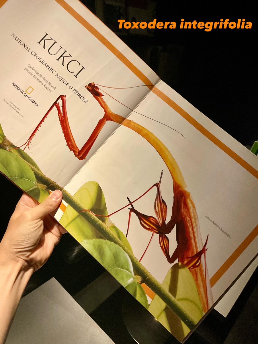昆虫館Bar Species tweet media