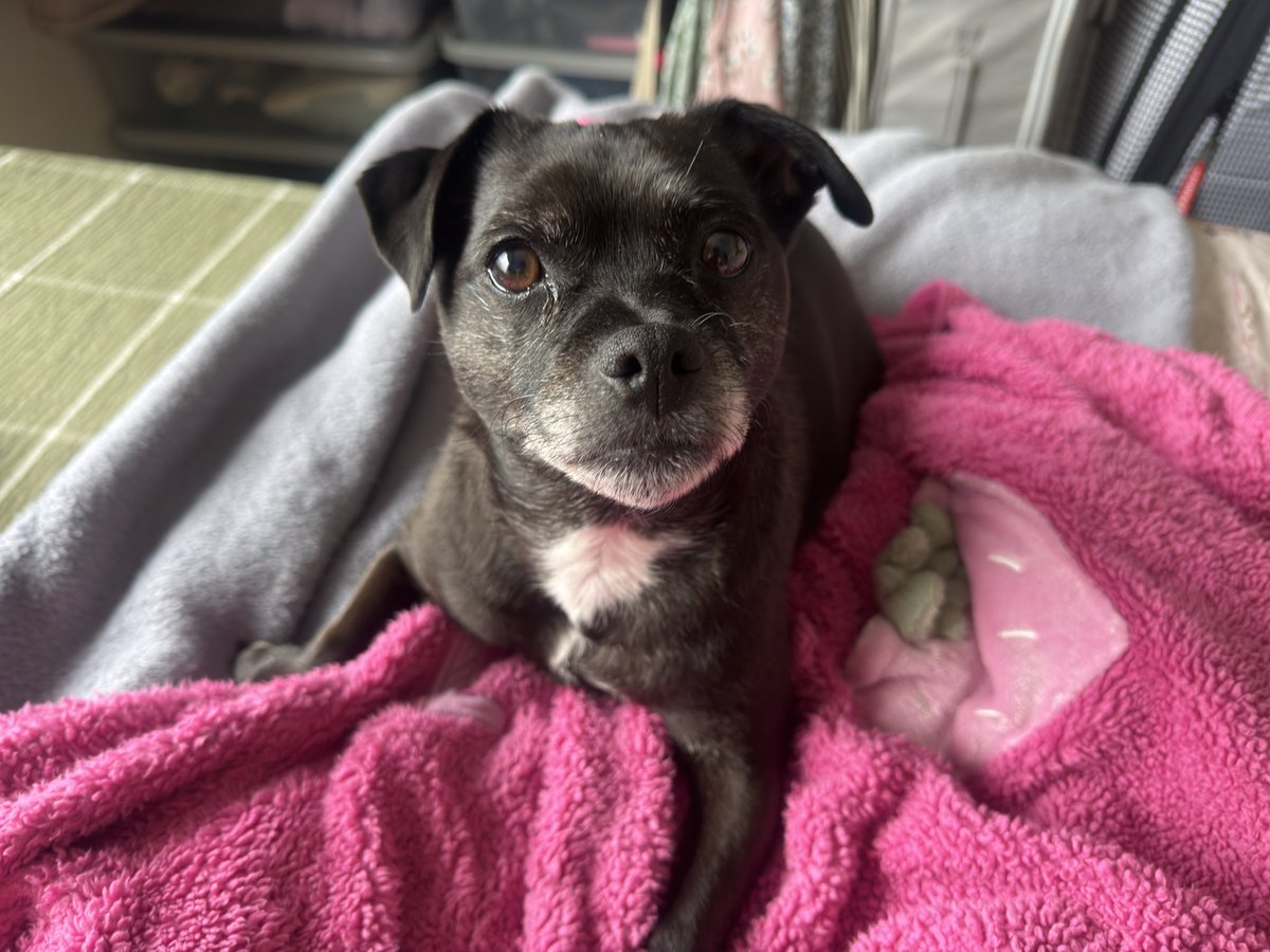 _HanRose28's tweet photo. Thank you for playing mine and mums song on 10 minute take over this morning @gregjames #radio1  (I chose it of course) 🐶 🎶 https://t.co/hdxulfsvRw