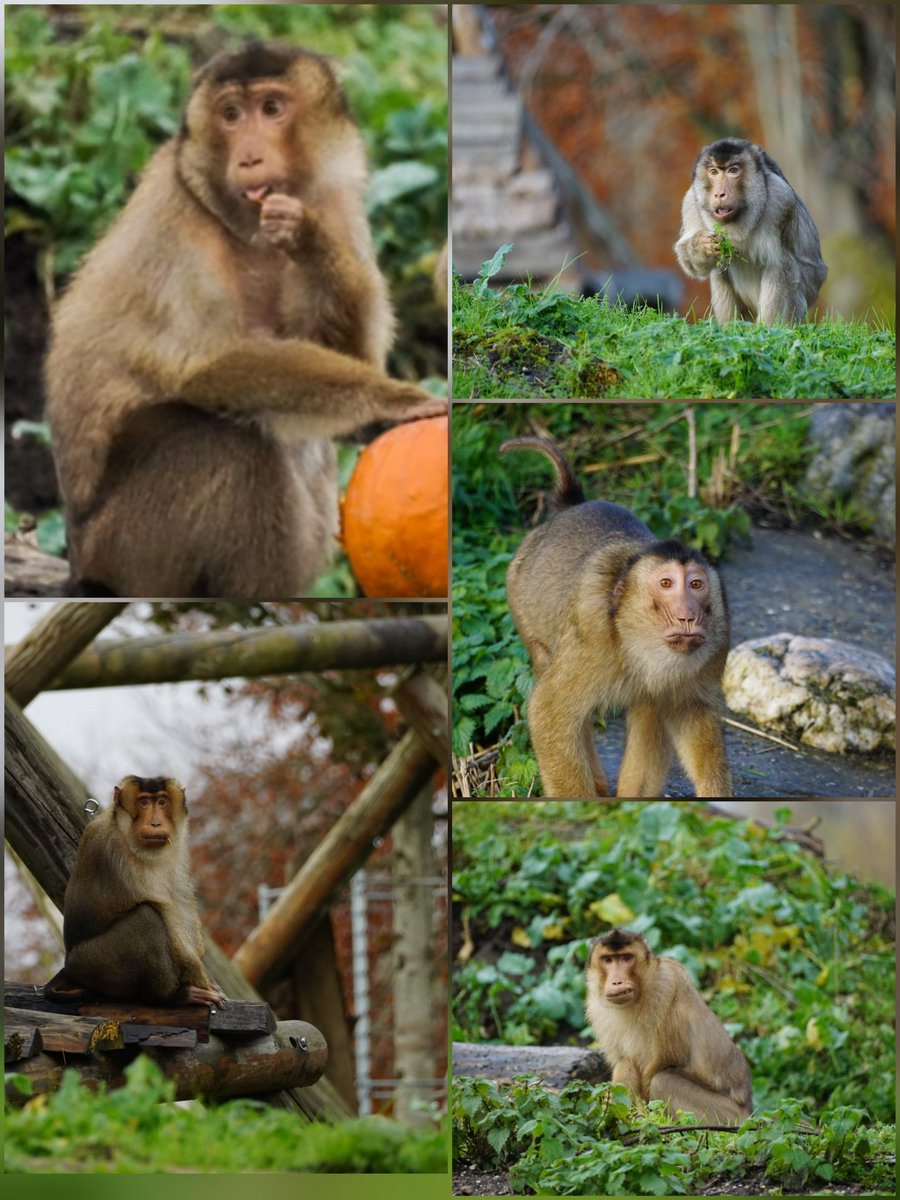 Monkey Haven🐵 tweet media