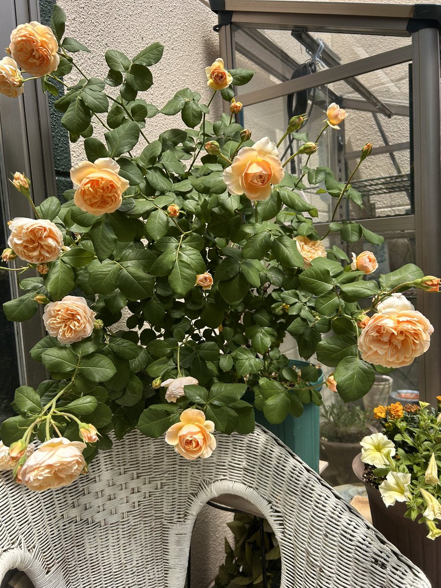 Oimo_700's tweet photo. #チワワのソフトクリーム屋さん です🐶

我が家の薔薇が一斉に先出して綺麗です😍

毎年この時期のために
あれやこれやとお世話している🌹

⋆͛📢⋆ルルちゃんの腰痛はすっかり良くなりました。ご心配をお掛けしました🥺ありがとう… https://t.co/0dBQZSuNeW