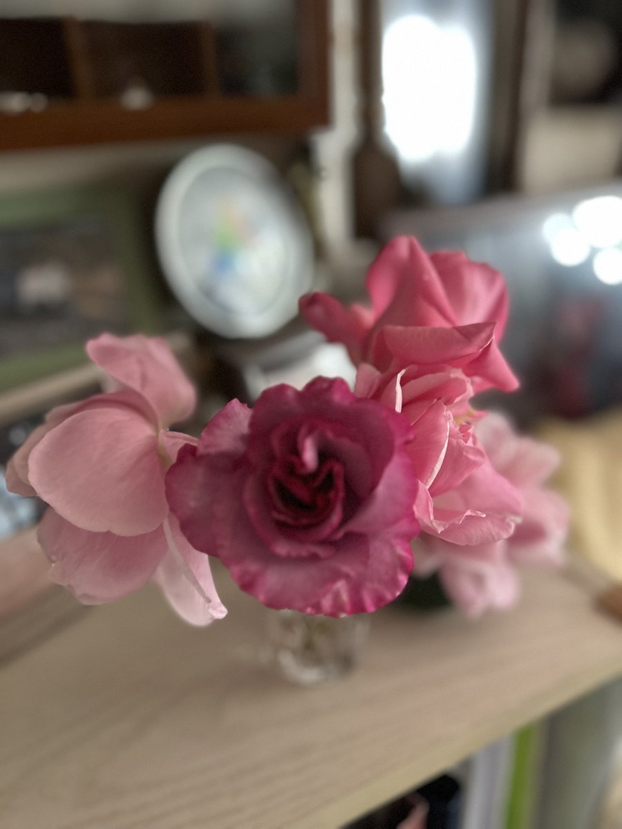 Oimo_700's tweet photo. #チワワのソフトクリーム屋さん です🐶

我が家の薔薇が一斉に先出して綺麗です😍

毎年この時期のために
あれやこれやとお世話している🌹

⋆͛📢⋆ルルちゃんの腰痛はすっかり良くなりました。ご心配をお掛けしました🥺ありがとう… https://t.co/0dBQZSuNeW