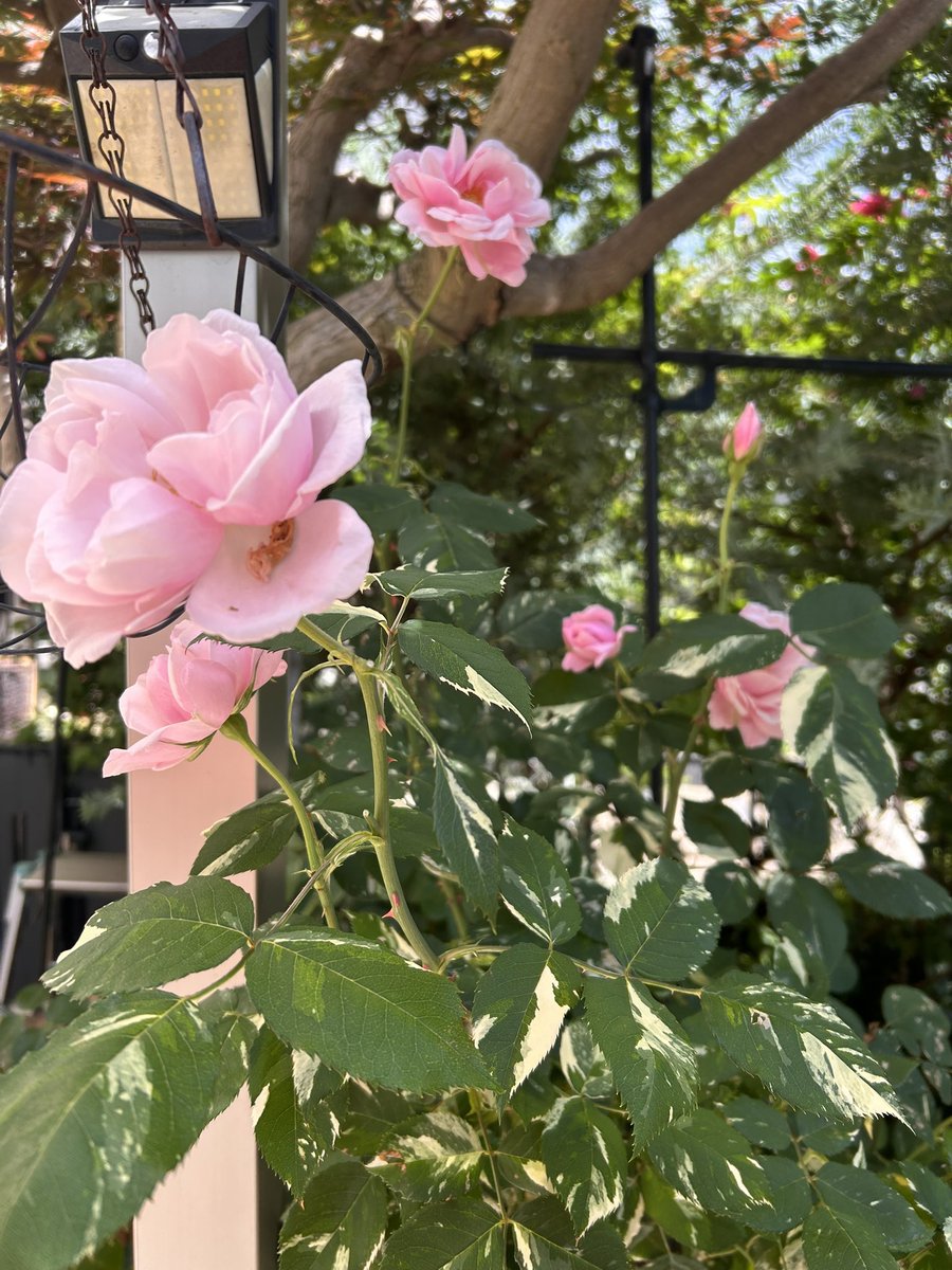 Oimo_700's tweet photo. #チワワのソフトクリーム屋さん です🐶

我が家の薔薇が一斉に先出して綺麗です😍

毎年この時期のために
あれやこれやとお世話している🌹

⋆͛📢⋆ルルちゃんの腰痛はすっかり良くなりました。ご心配をお掛けしました🥺ありがとう… https://t.co/0dBQZSuNeW