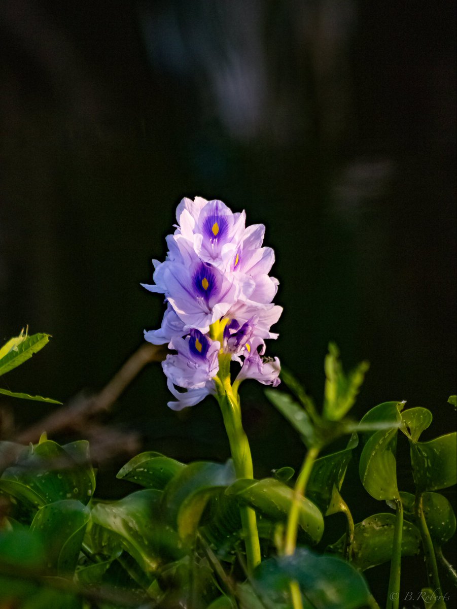 BritTaeBoo89's tweet photo. Went out and did some nature photography this evening with my youngest son. 🥰 It was nice. Here are a few photos I took. https://t.co/LKxGZScUsf