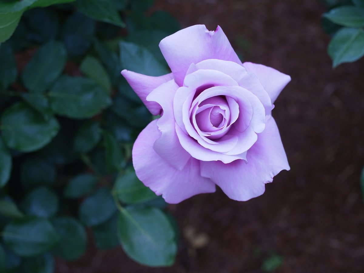 ezoetta's tweet photo. #旧古河庭園
#バラ
#ローズ
#薔薇
デジカメ撮って出しで
こういう写真が撮れると
スマホカメラはまだまだ
と思われますね。 https://t.co/zP9UahXajn