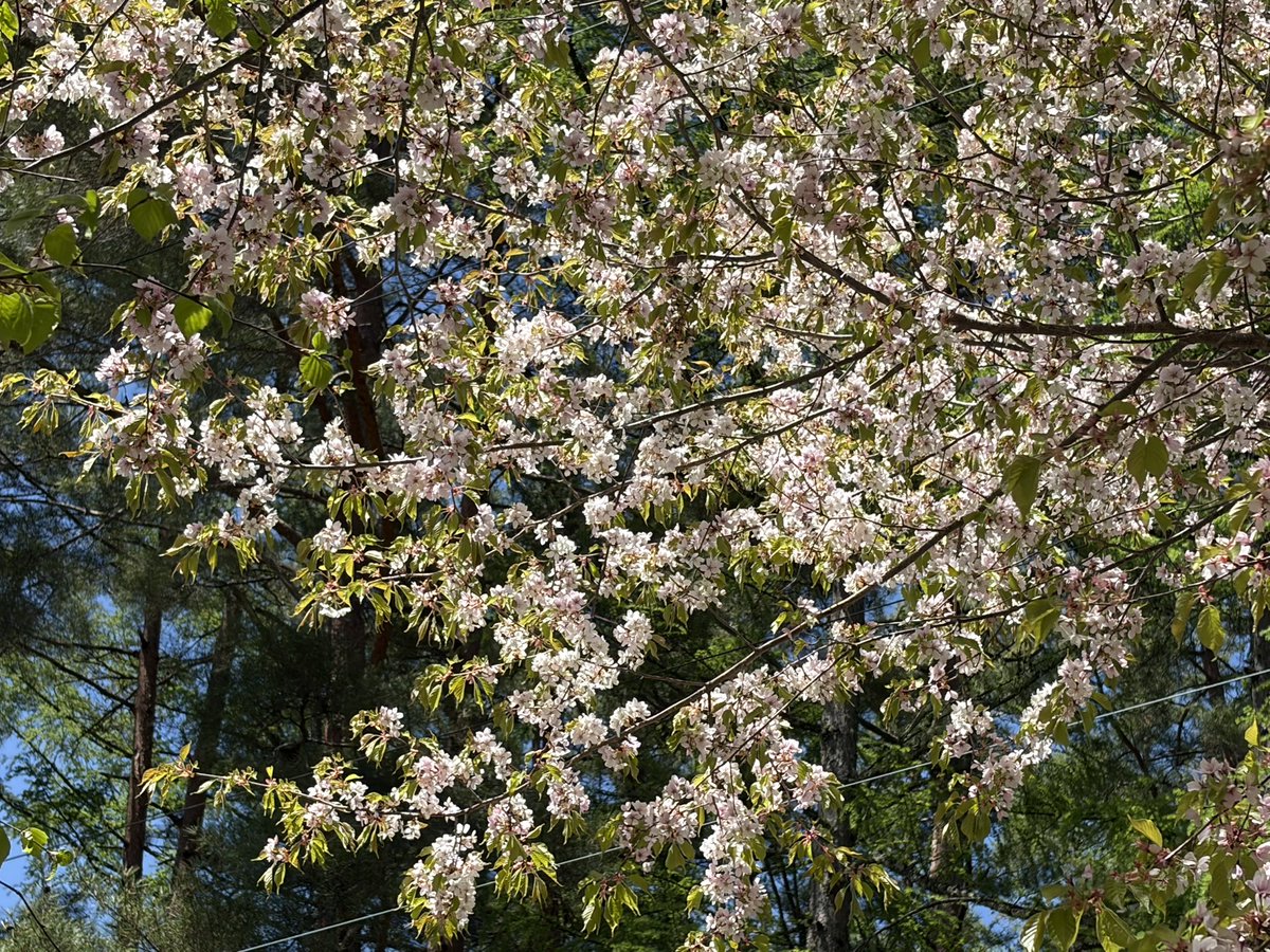 chalet_grindel's tweet photo. 山里の桜に魅了されまくり https://t.co/ftVcNU7HrA