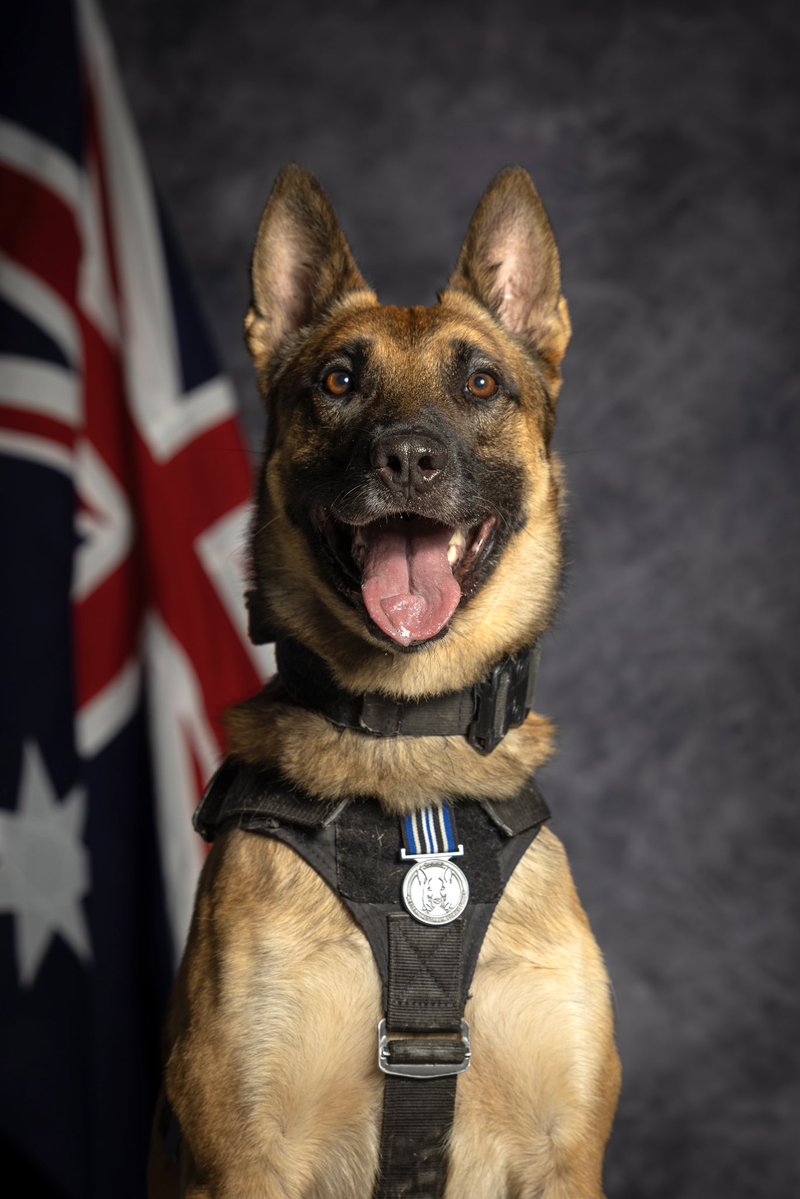 WAPoliceCanine tweet media