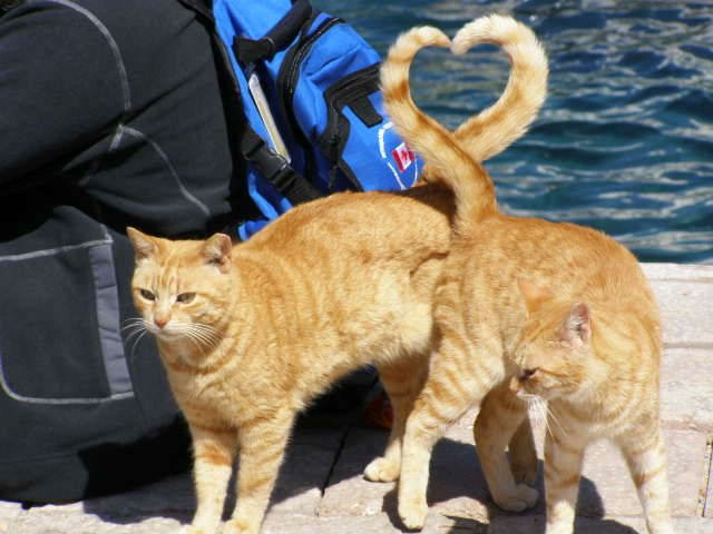 ️️️️️️️️️️️️ (@hourlycatphotos) on Twitter photo 